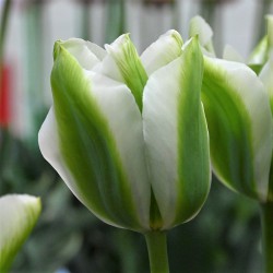 Tulipa 'Green Acres' ®