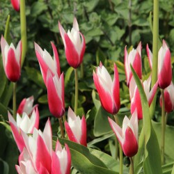 Tulipa clusiana...