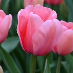 Tulipa 'Pink Impression'®