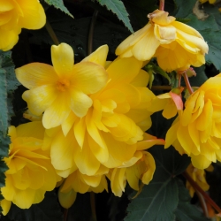 Begonia Pendula Cascade -geel-