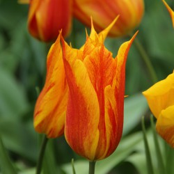 Tulipa 'Vendee Globe'