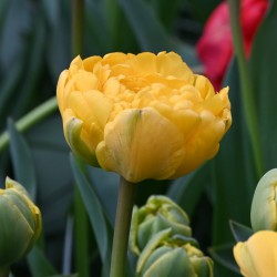 Tulipa 'Yellow Pompenette'