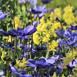 10, ANEMONE MR. FOKKER Blumenzwiebeln für Frühlings- und Herbstblüher Sommer 