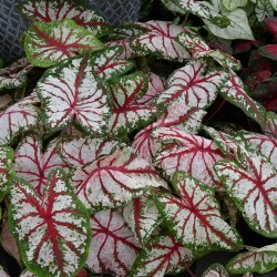 Caladium 'Tapestry' ®