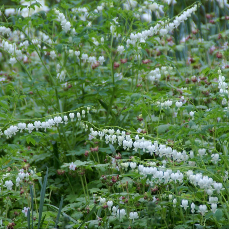 Dicentra Spectabilis Alba