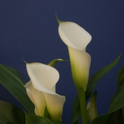 Zantedeschia 'Crystal Blush'