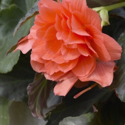 Begonia Pendula Cascade...