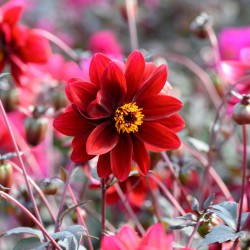 Dahlia 'Crushed Crimson' ®