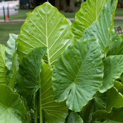 Alocasia macrorrhizos