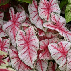 Caladium 'Fiesta' ®