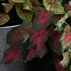 Caladium 'Royal Flush' ®