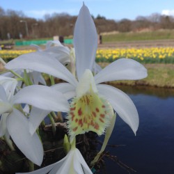 Pleione formosanum alba x...