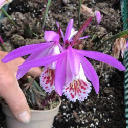Pleione formosanum x...