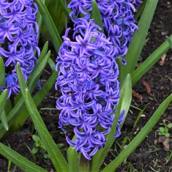 Hyacinthus 'Blue Jacket'