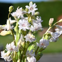 Hyacinthus 'Gloria Mundi'