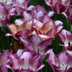 Tulipa 'Colour Fusion'®