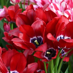 Tulipa 'Fiery Club'