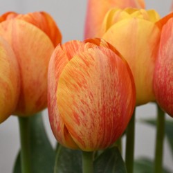 Tulipa 'Paintbrush'