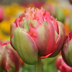Tulipa 'Renown Unique'