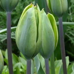 Tulipa 'Green King'