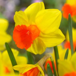 Narcissus 'Classic Garden'