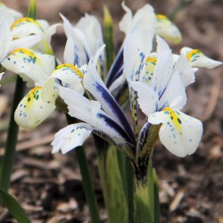 Iris reticulata 'Eye Catcher'