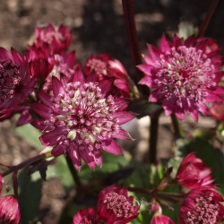 Astrantia major 'Abbey Road'