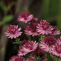 Astrantia major 'Roma'