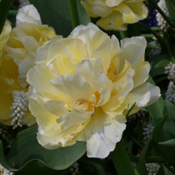Tulipa 'Verona'