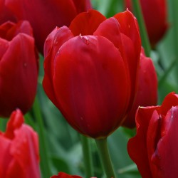 Tulipa 'Kingsblood'