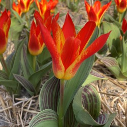 Tulipa 'Mariss Jansons'