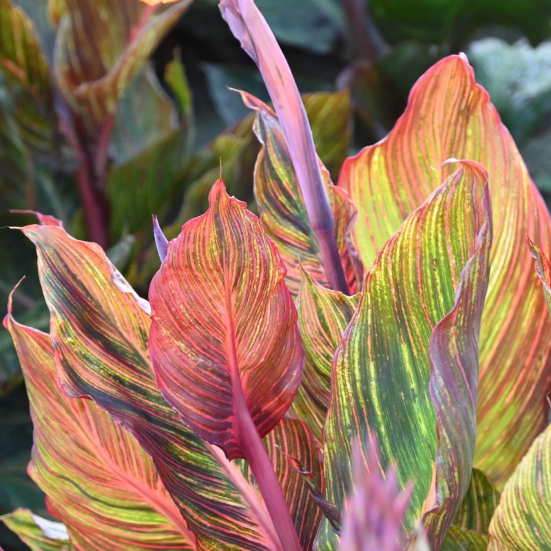 Canna 'Durban'