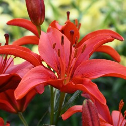 Lilium 'Red County'