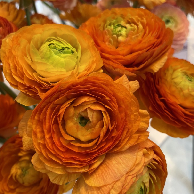 Ranunculus Elegance® Clementine