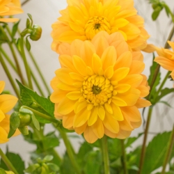 Dahlia 'Bocherel'