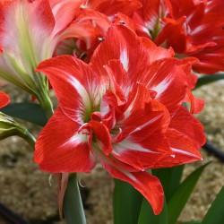 Hippeastrum 'Party Nymph'®