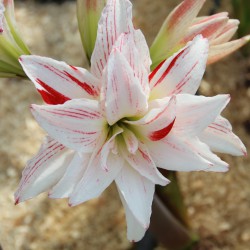 Hippeastrum 'Spotted...