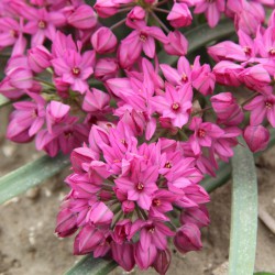 Allium oreophilum 'Baltimore'