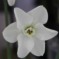 Narcissus 'Arctic Gem'