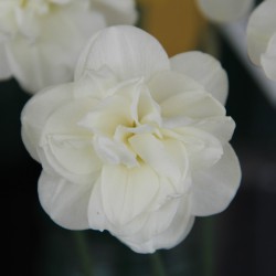 Narcissus 'Rose of May'