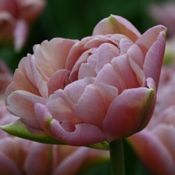 Tulipa 'Beachberry'