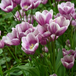 Tulipa 'Purple Elegance'