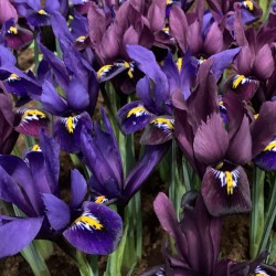 Iris reticulata -mix-
