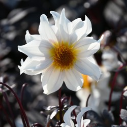 Dahlia 'Little Swan'