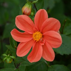 Dahlia 'G.F. Hemerik'