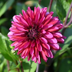 Dahlia 'Lilac Bull'