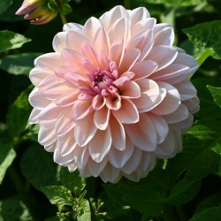 Dahlia 'Sturm Sweet Maria'