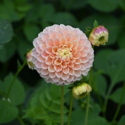 Dahlia 'Sweet Suzanne'