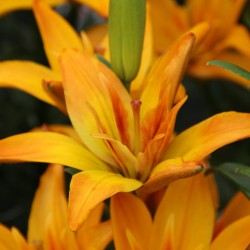 Lilium 'Gold Twin'