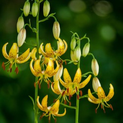 Lilium martagon 'Honey...